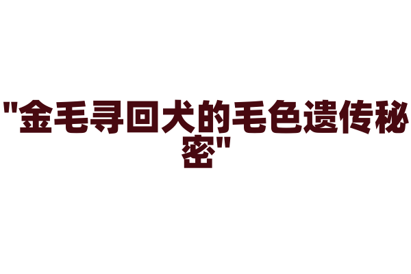 "金毛寻回犬的毛色遗传秘密"